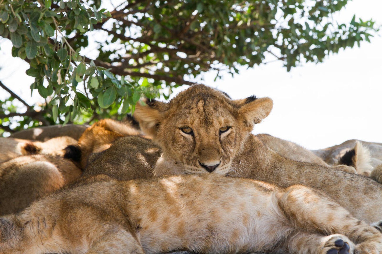 Serengeti & Ngorongoro Safari Adventure from Arusha