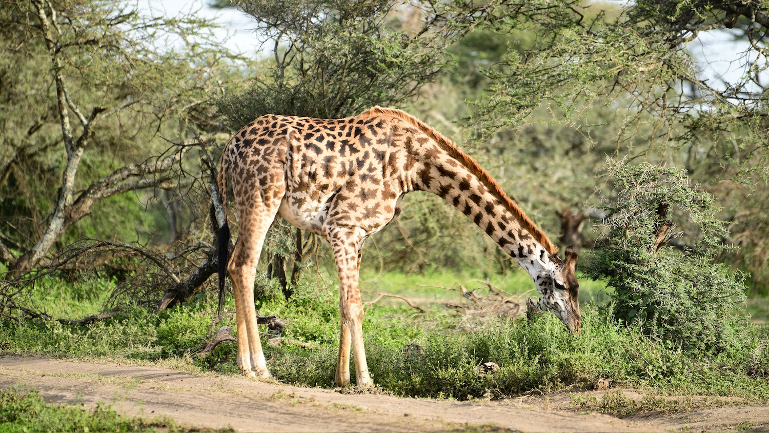 3 Days Private Serengeti & Ngorongoro Wildlife Safari - Image 2