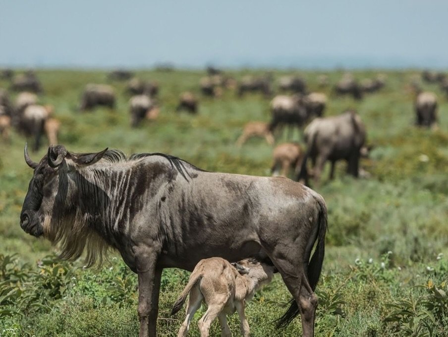 Luxury Honeymoon Escape: Arusha National Park, Ngorongoro Crater & Serengeti - Romantic Bonus Inside! - Image 4