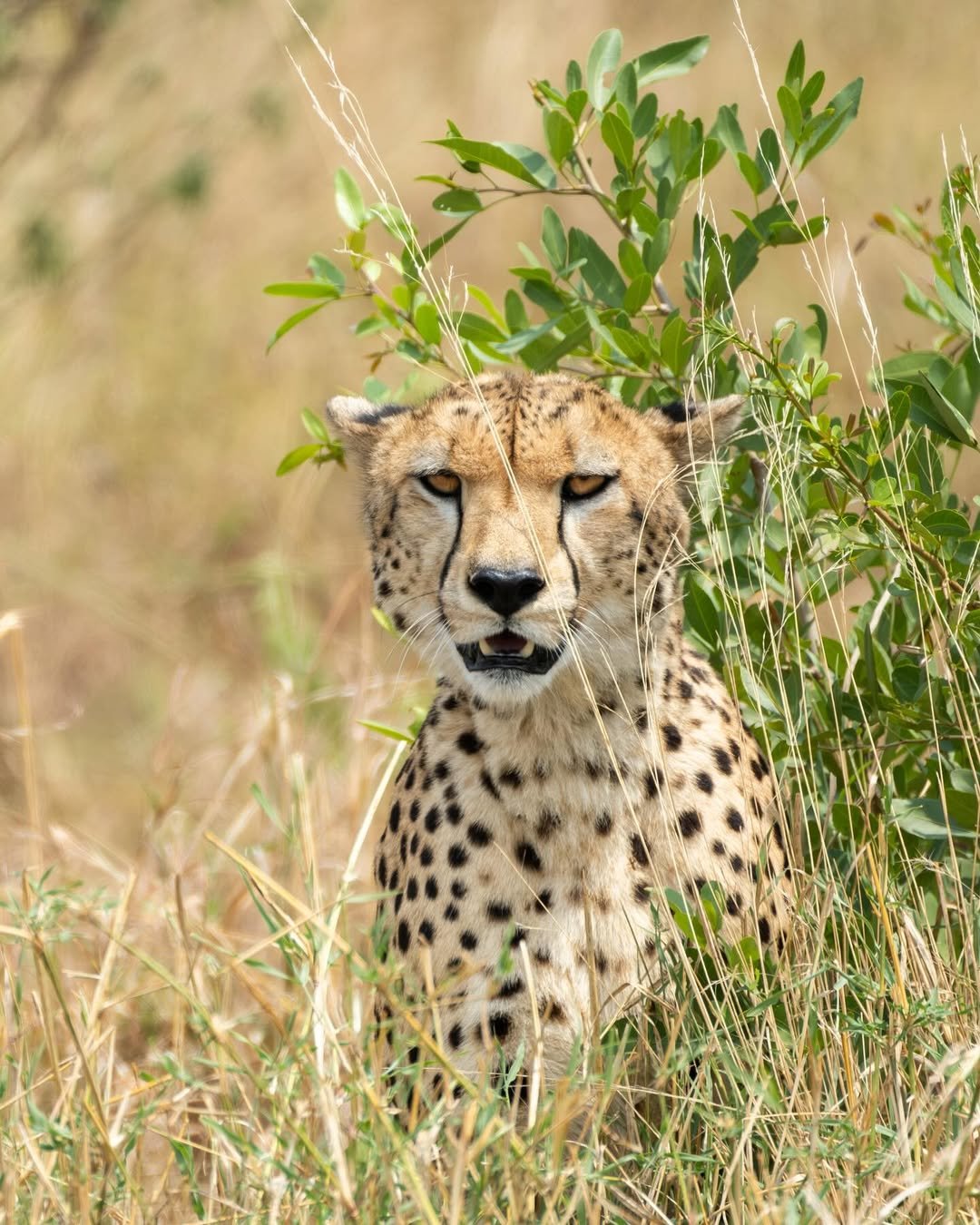 Serengeti Cheetah Safari & Game-drives in Tarangire & Ngorongoro