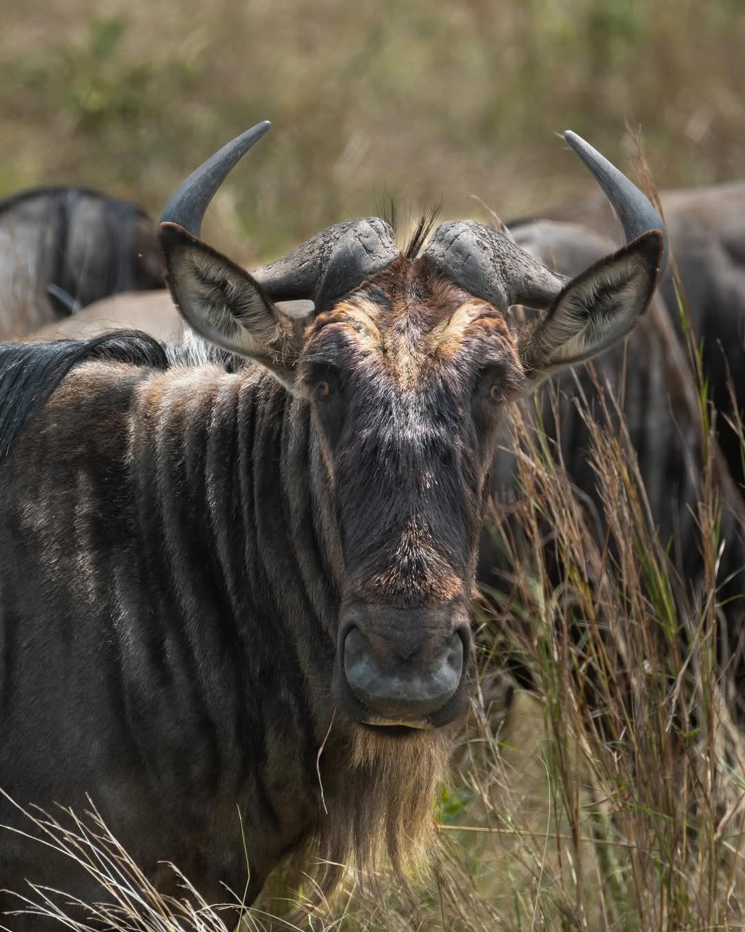 Serengeti Great Migration, Ngorongoro & Tarangire Safari