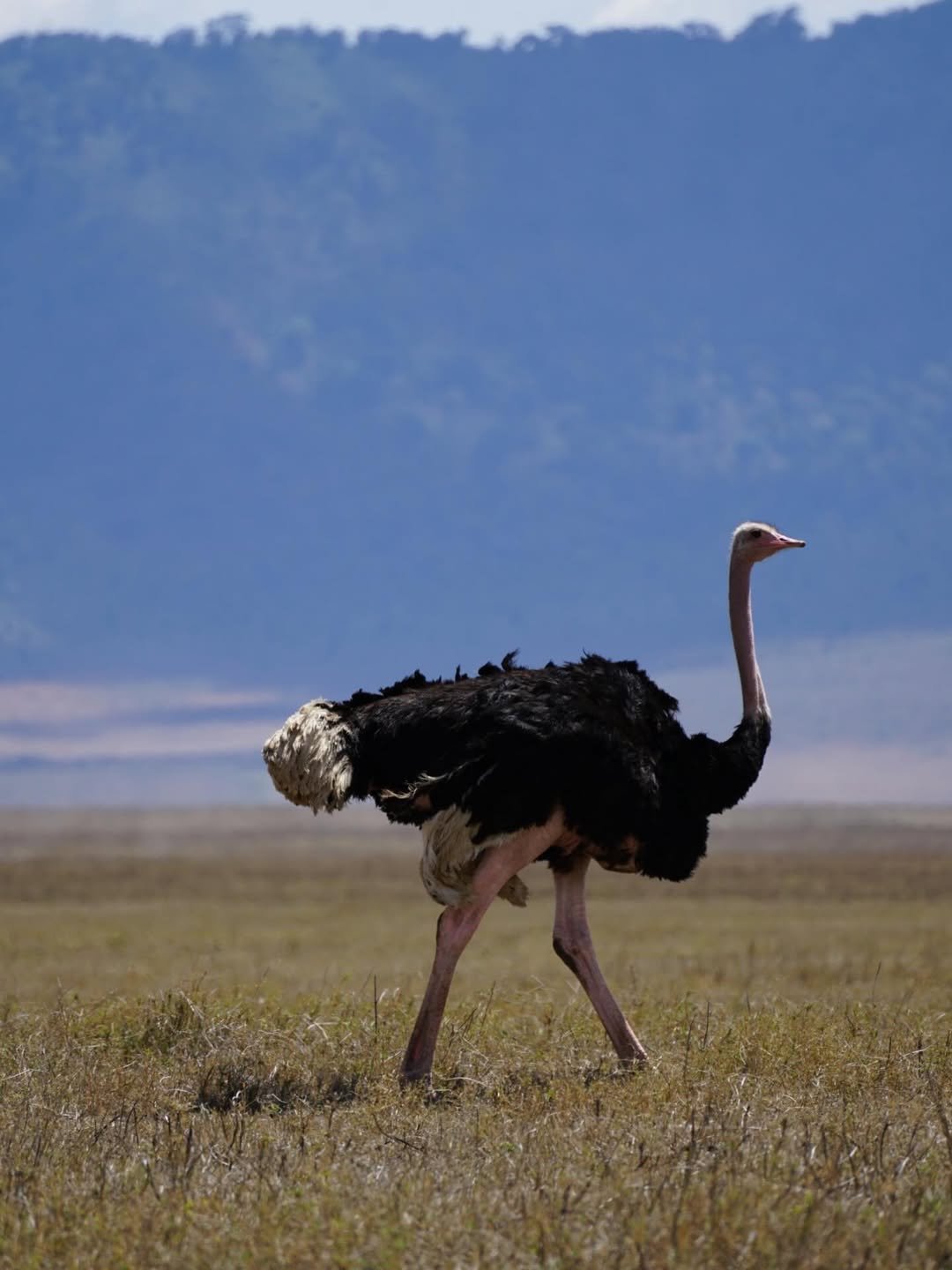 Serengeti Great Migration, Ngorongoro & Tarangire Safari - Image 4