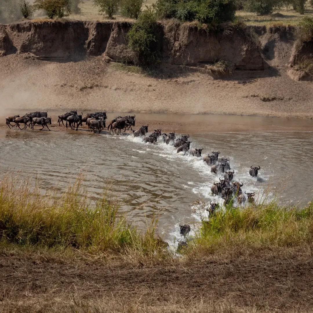 Great Migration & River Crossing in Serengeti