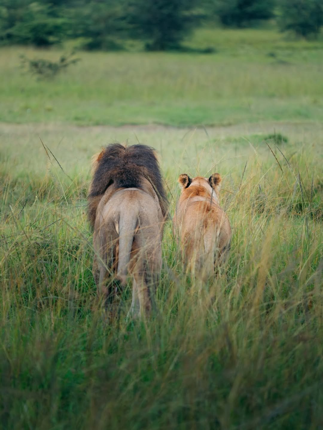 Great Migration & River Crossing in Serengeti - Image 4