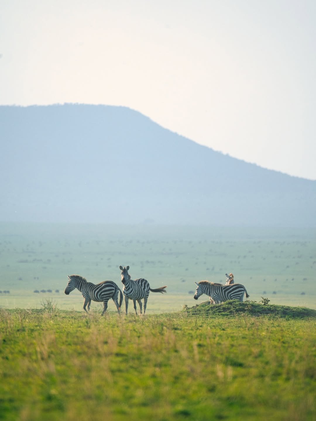 Game-drive & Bush Walk in Tarangire and Ngorongoro - Image 2