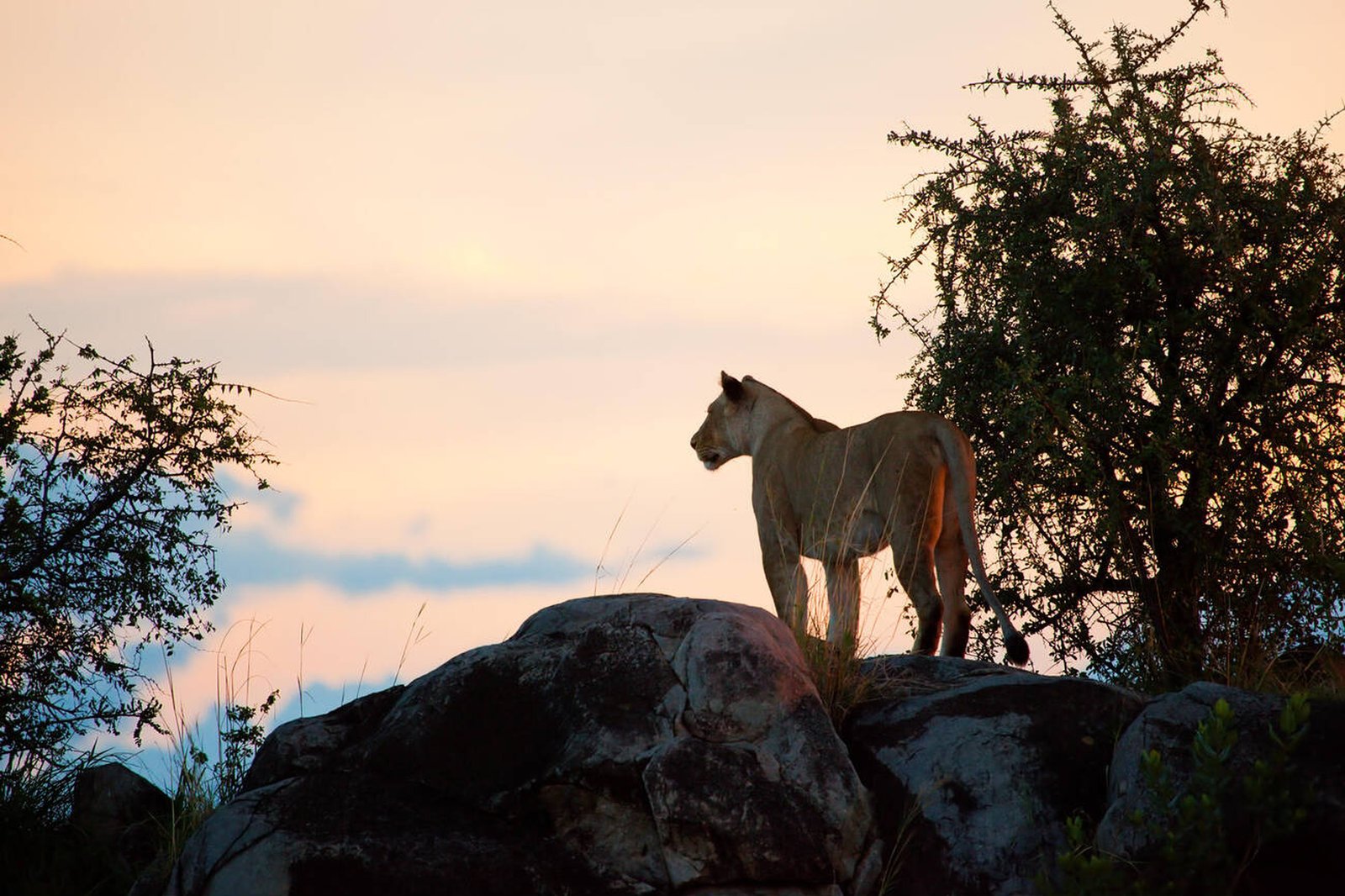 Discover the Magic of Serengeti