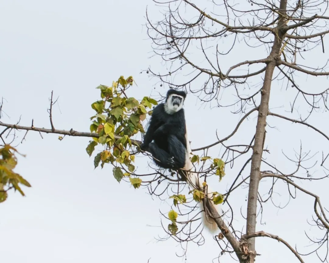 Kilimanjaro National Park