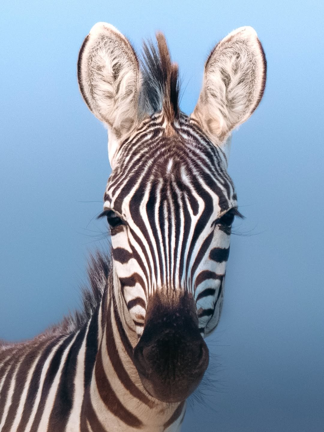 Ndutu & Southern Serengeti