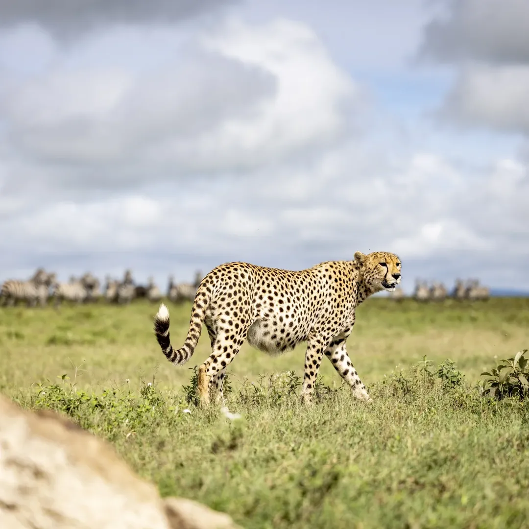 Serengeti National Park