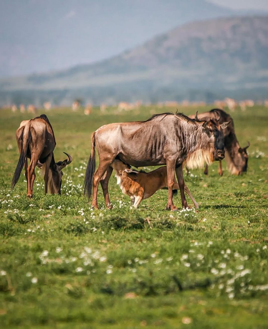 Ndutu & Southern Serengeti