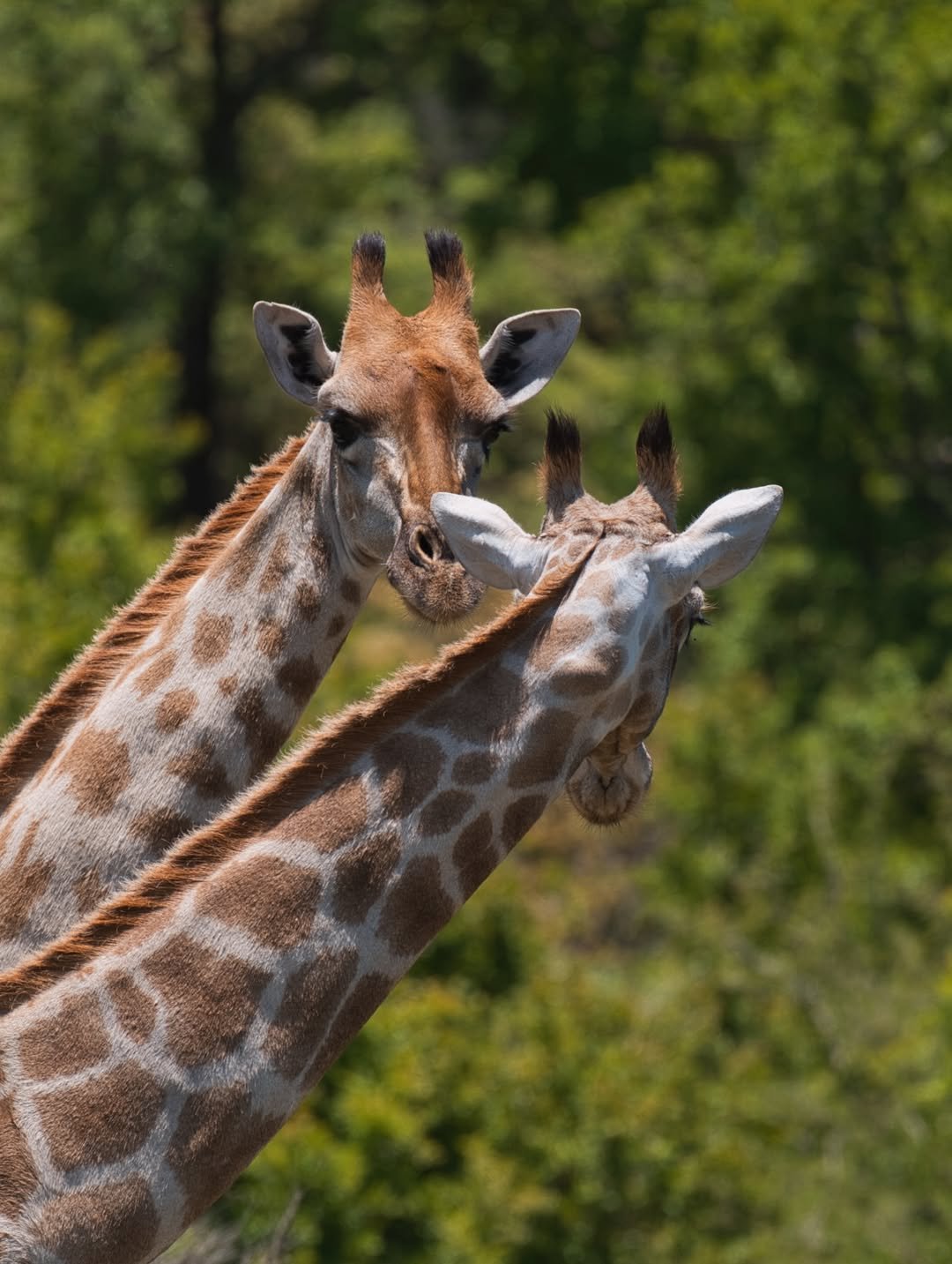 Wild Trails of Tarangire – 3-Day Immersive Safari with Walking & Night Game Drive - Image 3