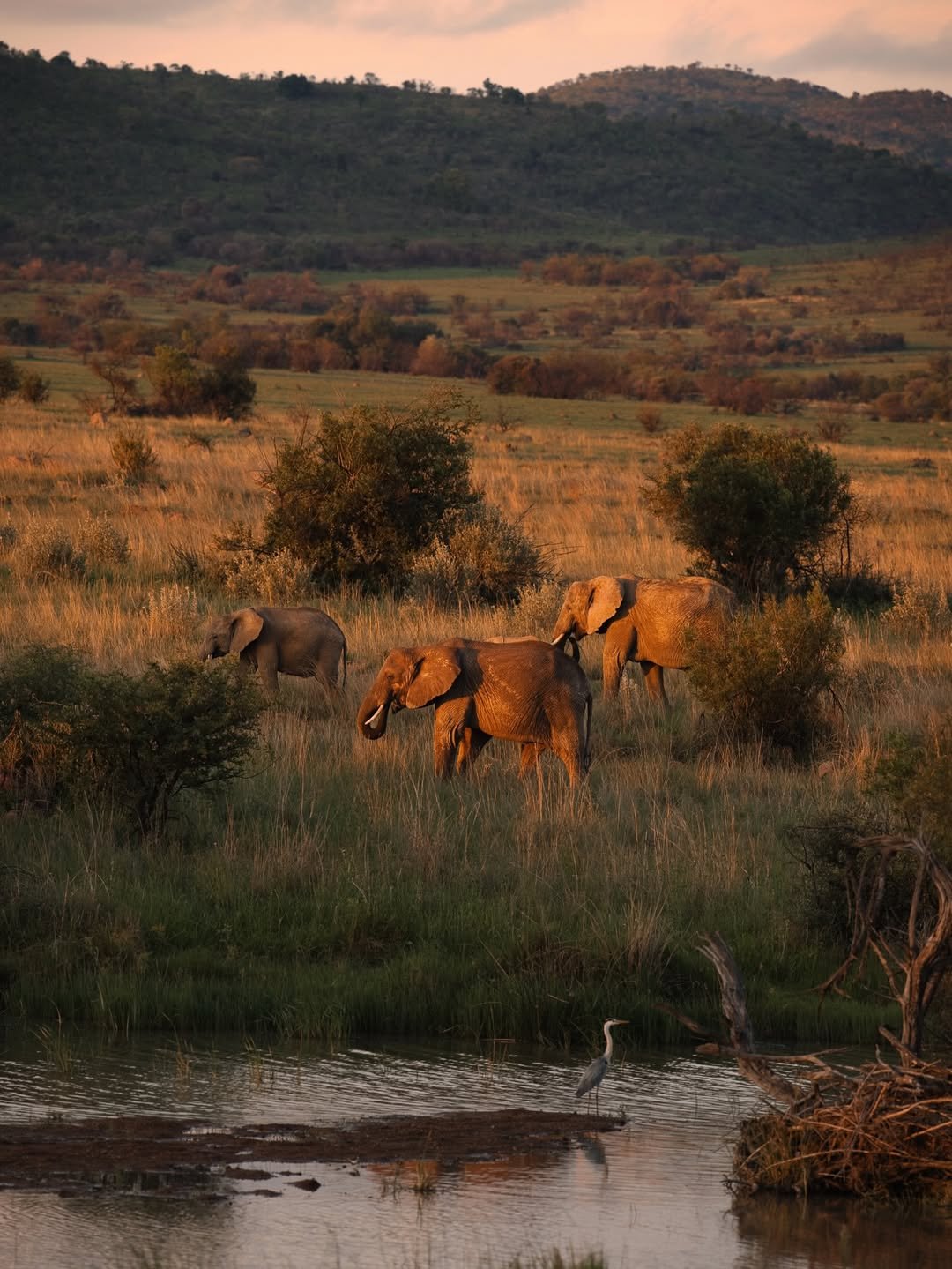 Wild Trails of Tarangire – 3-Day Immersive Safari with Walking & Night Game Drive - Image 4