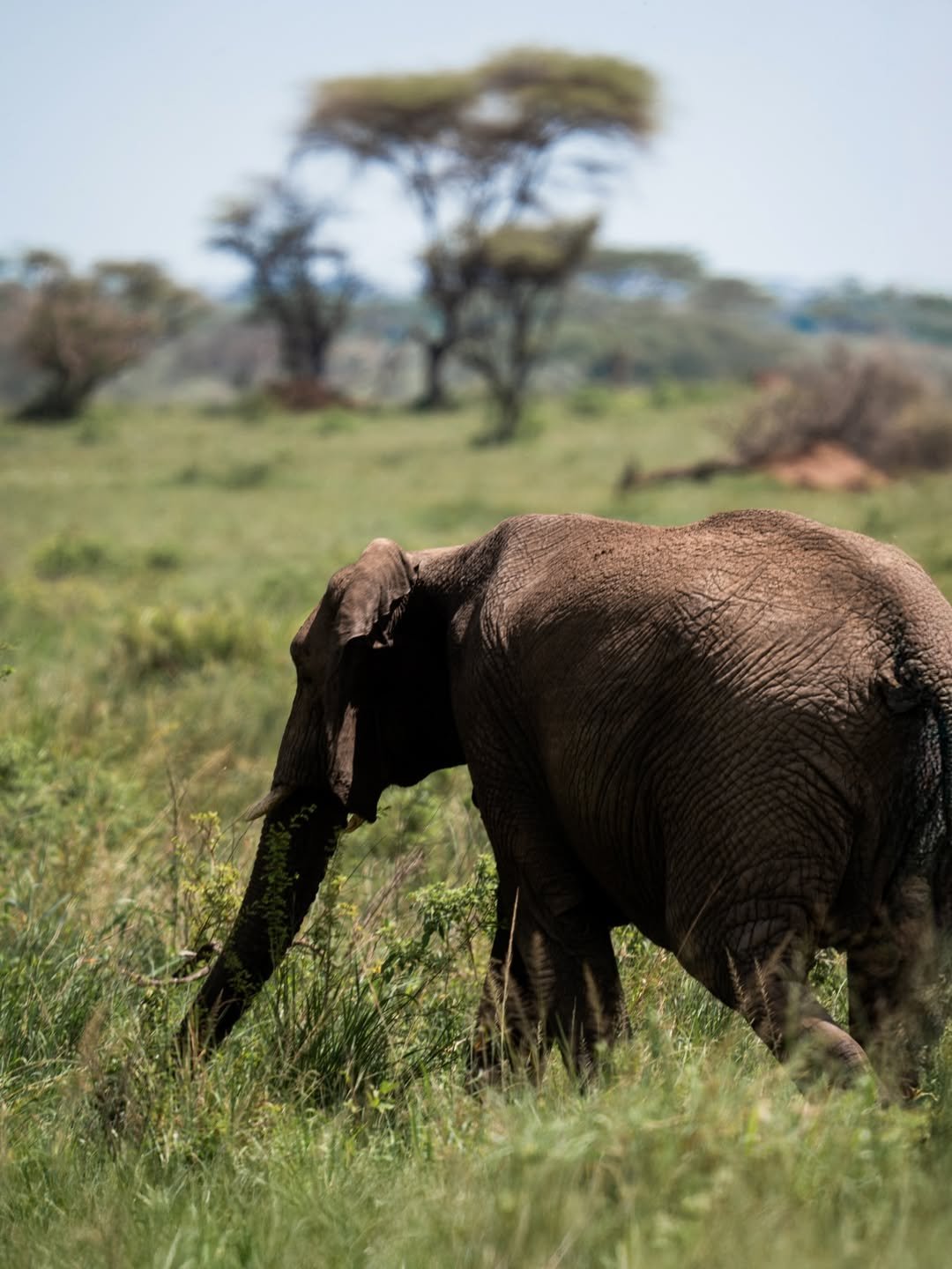 Luxury Tarangire Safari with Bush Walk & Balloon Ride - Image 2