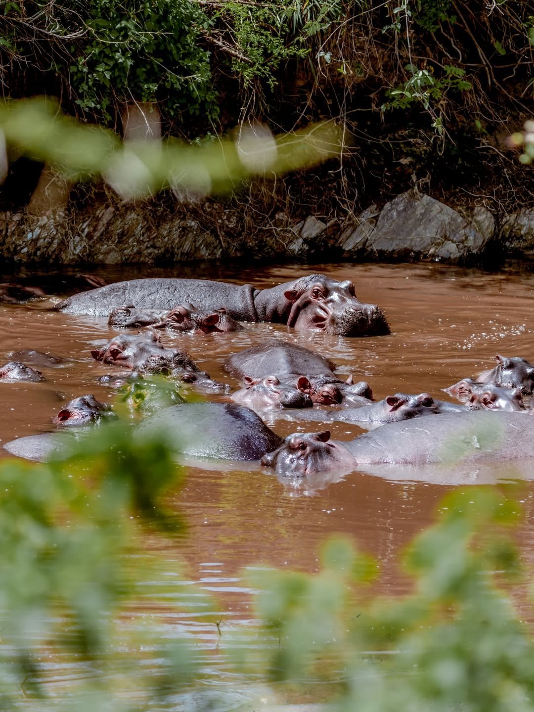 Luxury Tarangire Safari with Bush Walk & Balloon Ride - Image 3