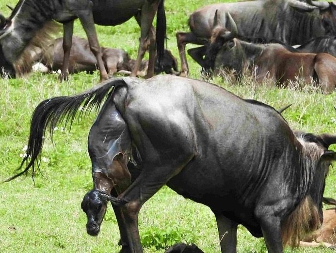 Migration & Calving Safari: Tarangire, Ngorongoro, Ndutu & Southern Serengeti - Image 2