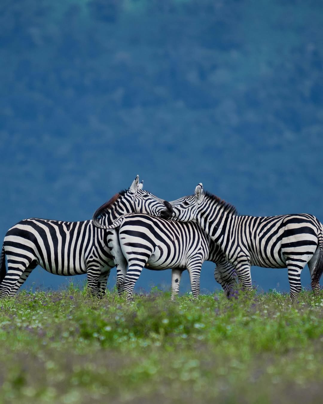 Migration & Calving Safari: Tarangire, Ngorongoro, Ndutu & Southern Serengeti - Image 4