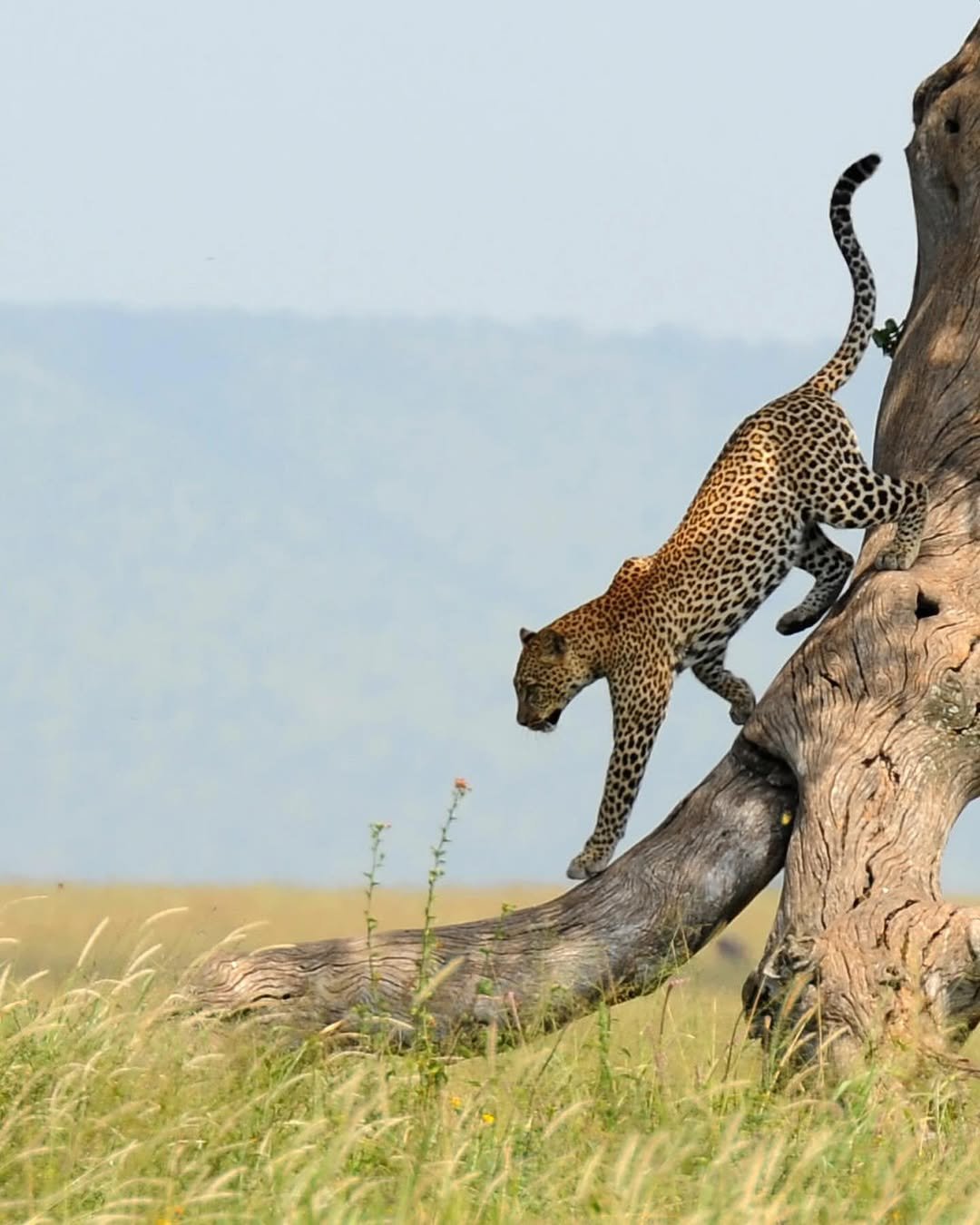 Comfort Safari to Arusha, Manyara, Tarangire & Ngorongoro – Balloon Safari Included!