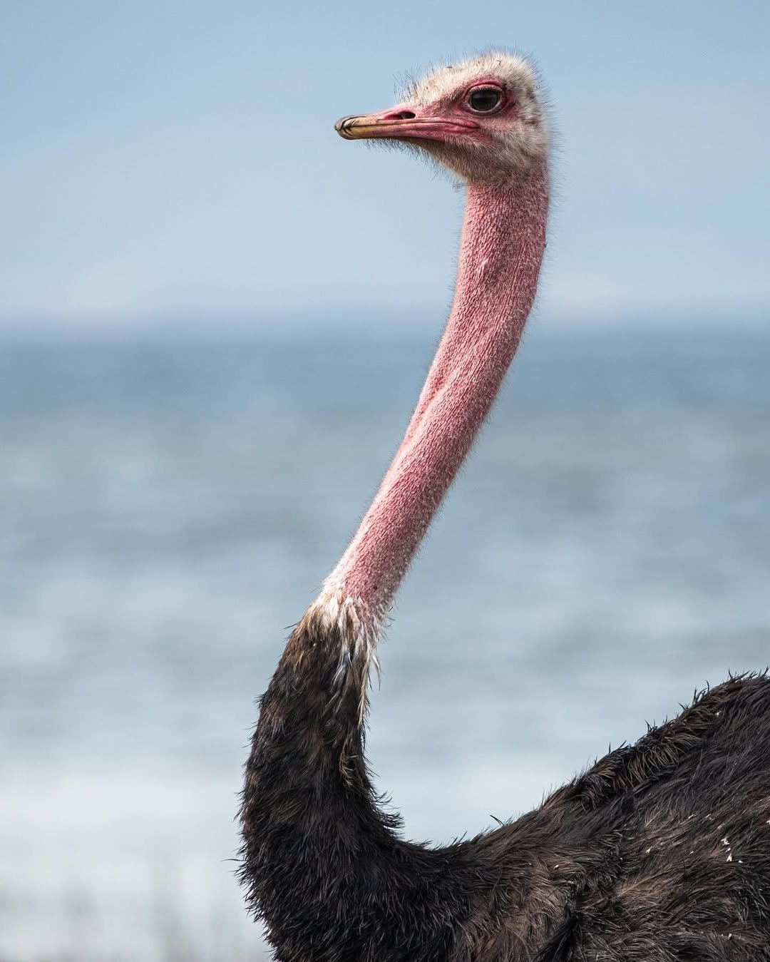 Comfort Safari to Arusha, Manyara, Tarangire & Ngorongoro – Balloon Safari Included! - Image 3