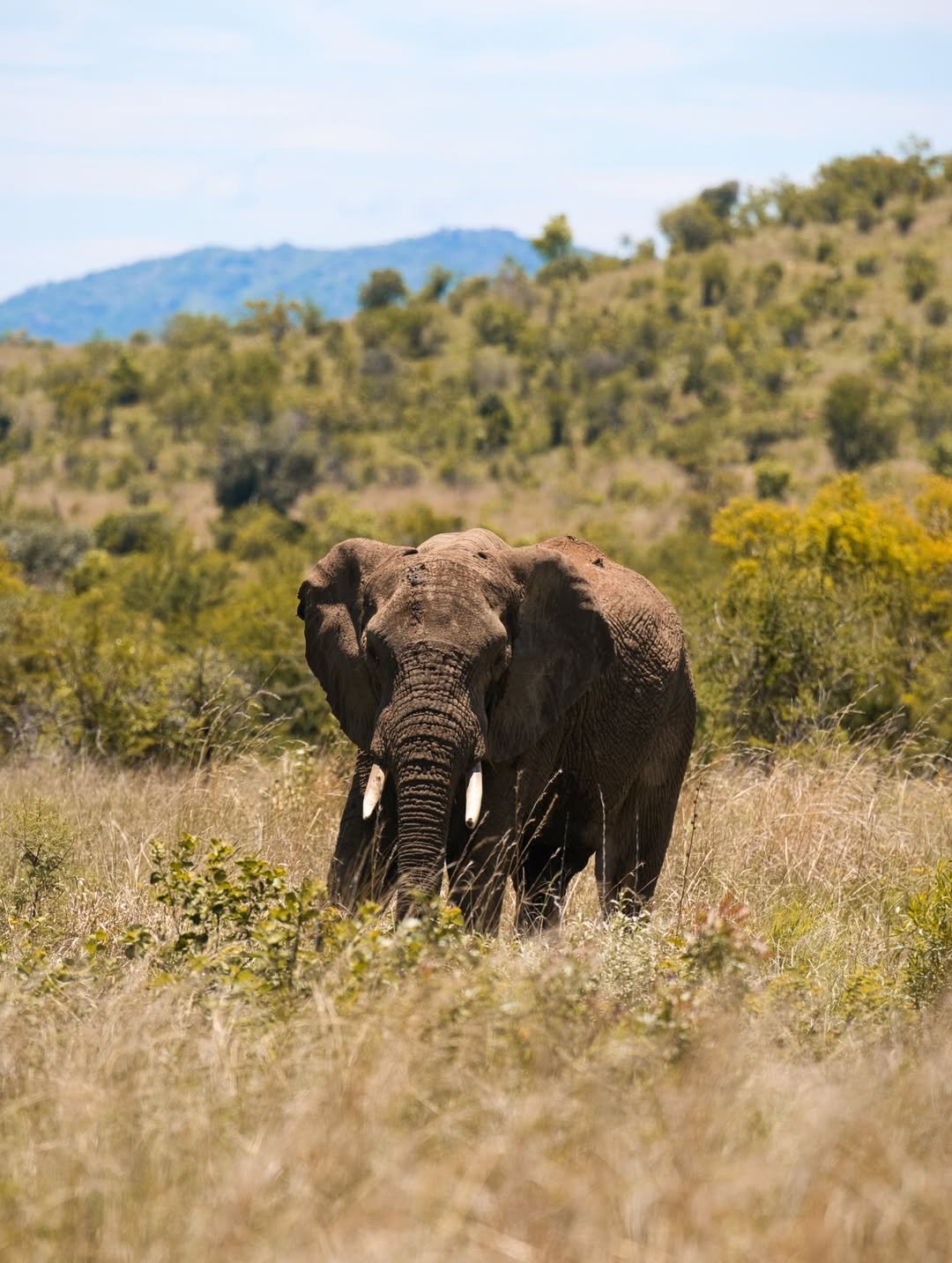 Luxury Honeymoon Escape: Arusha National Park, Ngorongoro Crater & Serengeti - Romantic Bonus Inside! - Image 2