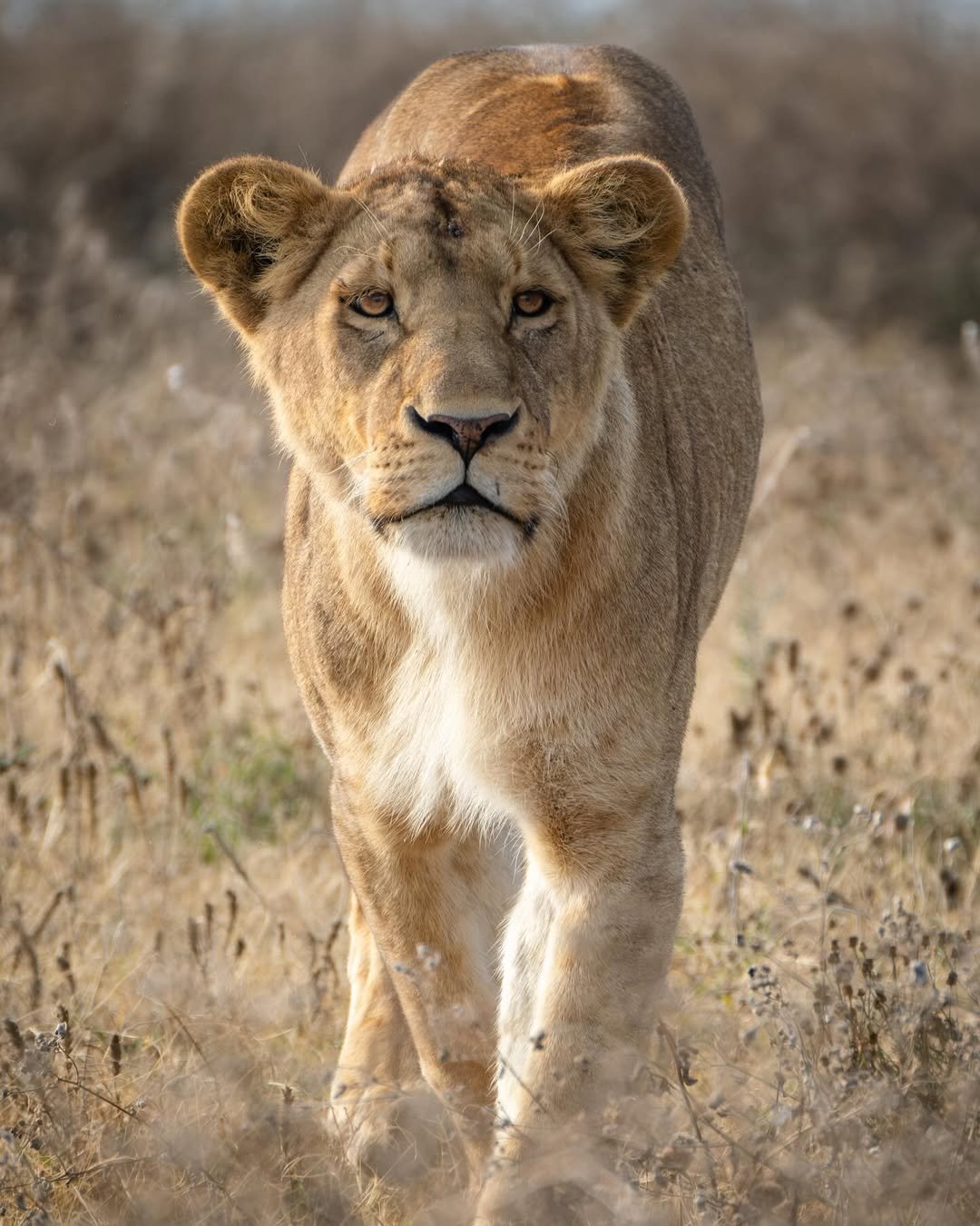 Luxury Honeymoon Escape: Arusha National Park, Ngorongoro Crater & Serengeti - Romantic Bonus Inside! - Image 3