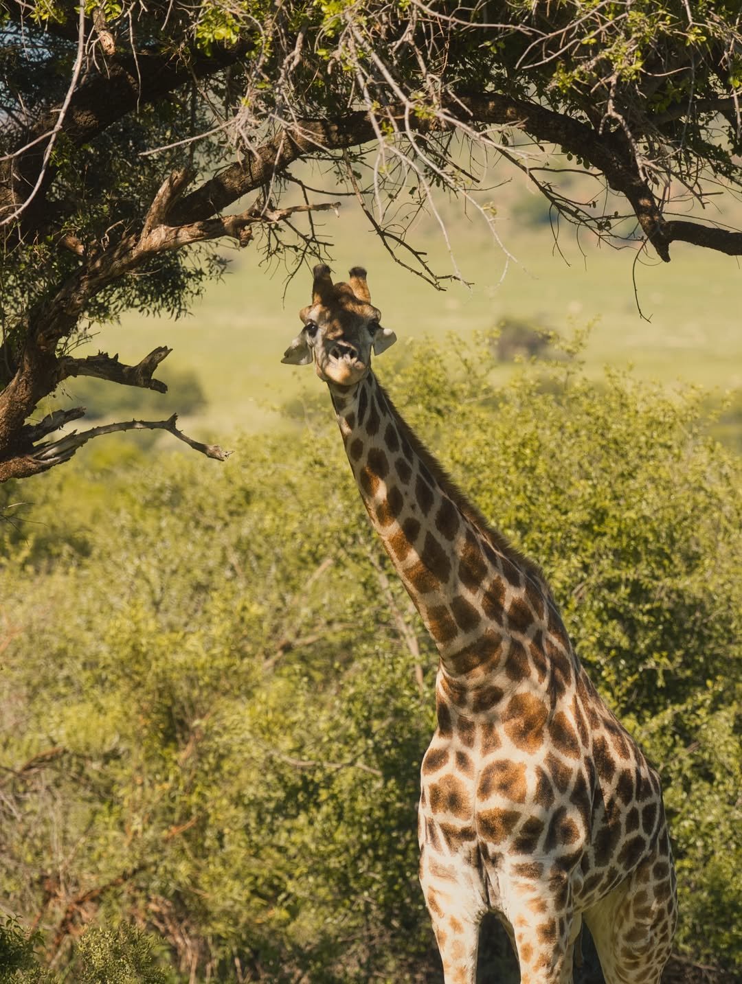 Serengeti Cheetah Safari & Game-drives in Tarangire & Ngorongoro - Image 2