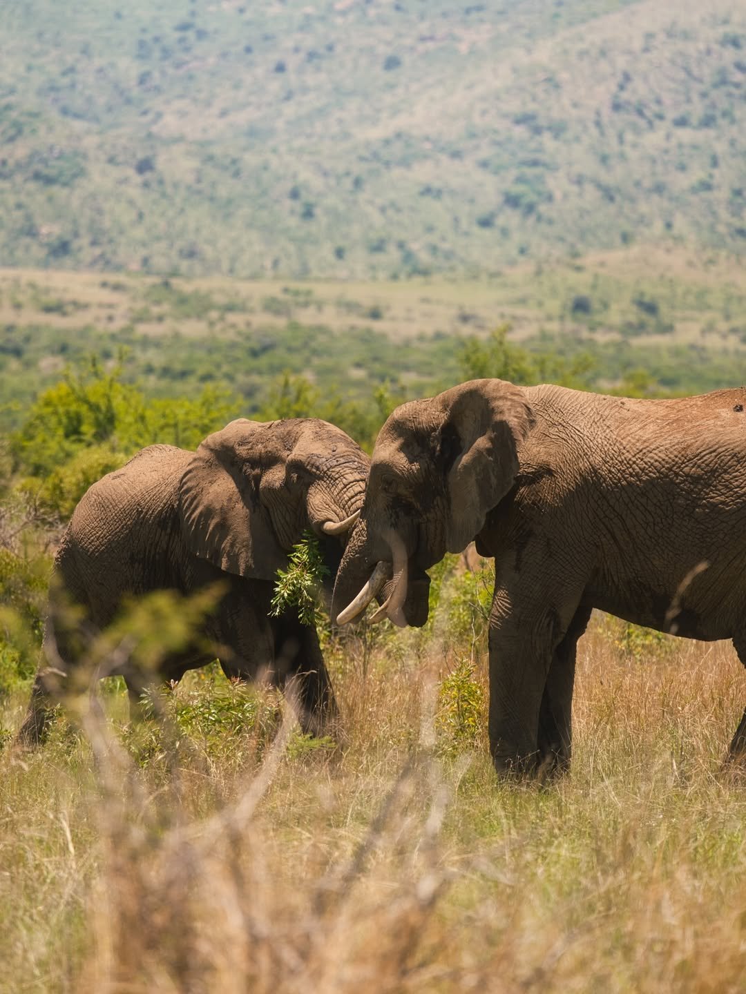 Serengeti Cheetah Safari & Game-drives in Tarangire & Ngorongoro - Image 4
