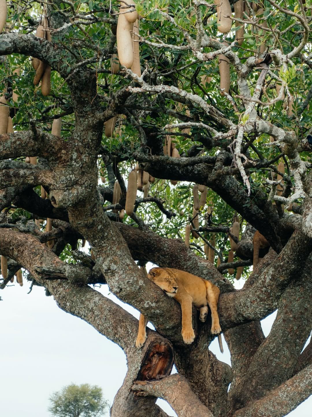 Predator's Season: Big Cats Safari in Tarangire, Ngorongoro & Ndutu - Image 2
