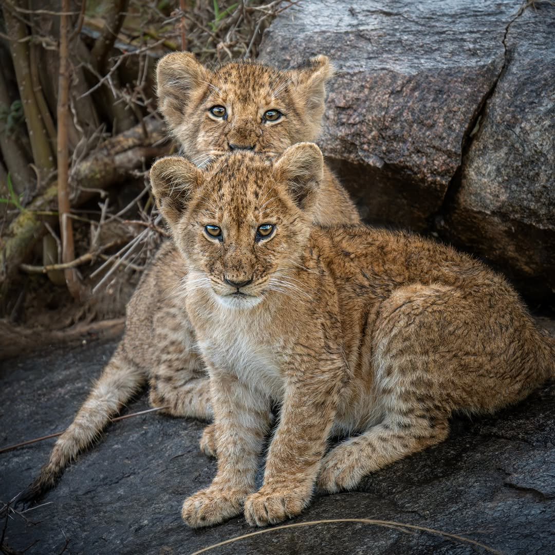 Predator's Season: Big Cats Safari in Tarangire, Ngorongoro & Ndutu - Image 4