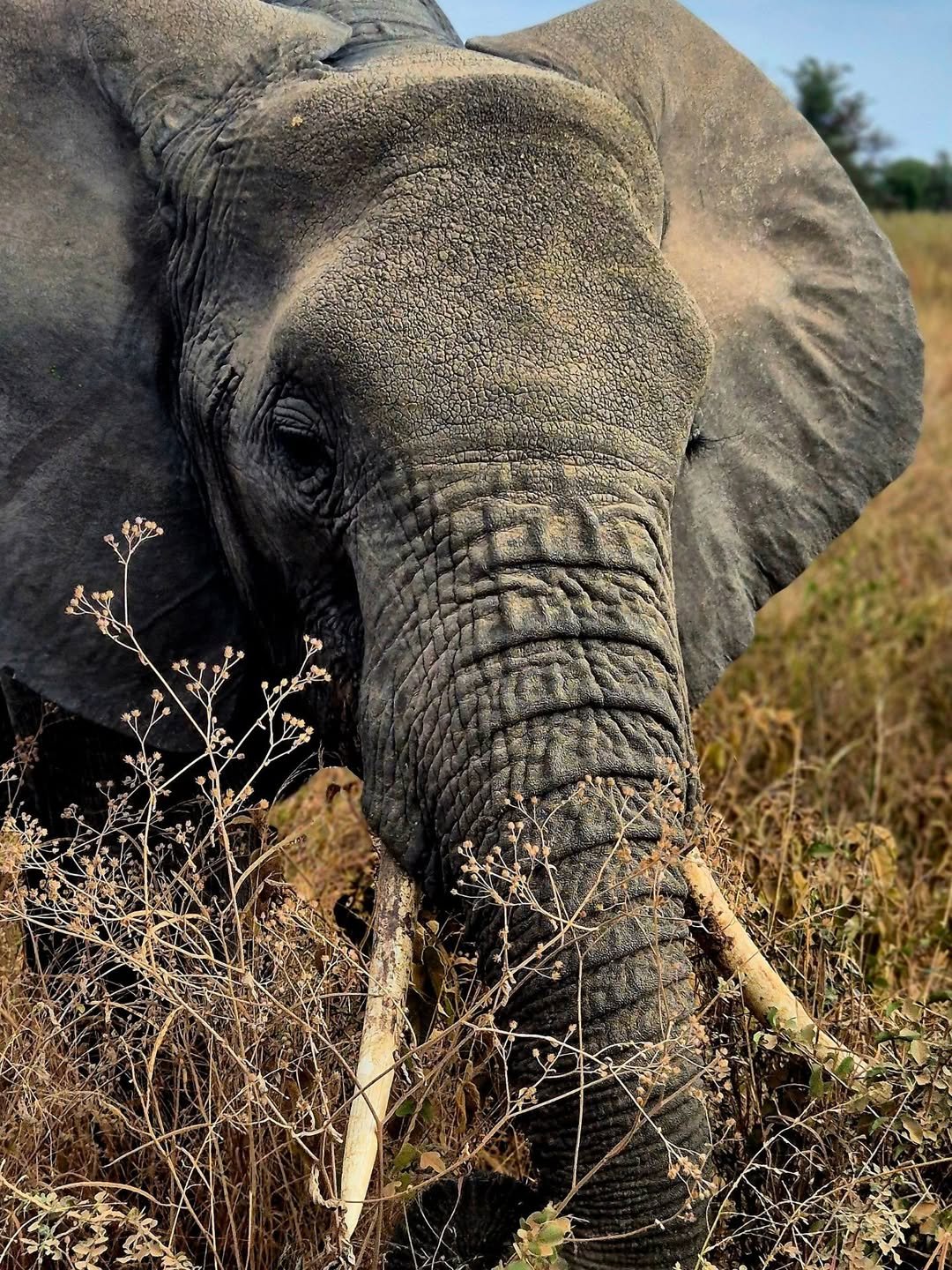 Active Explorer Safari – Canoeing in Arusha, Trekking in Ngorongoro & Serengeti Safari - Image 3