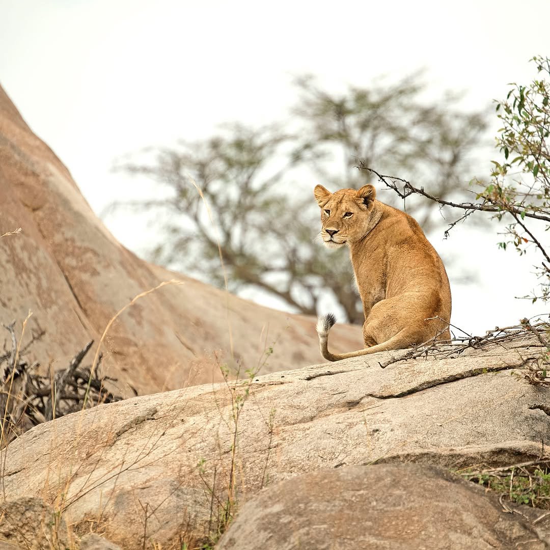 From Arusha to the Serengeti – Complete Northern Tanzania Safari