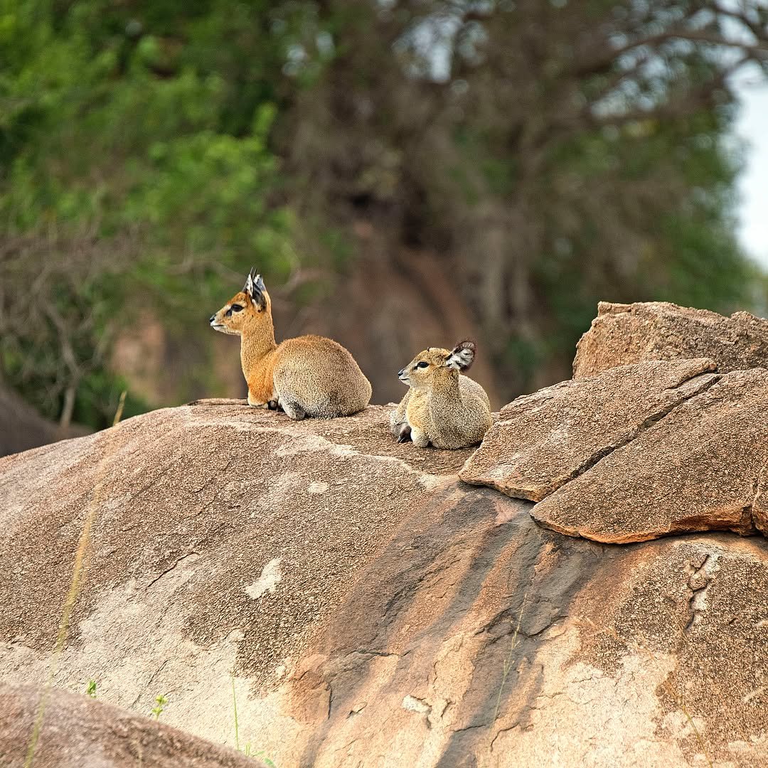 From Arusha to the Serengeti – Complete Northern Tanzania Safari - Image 2