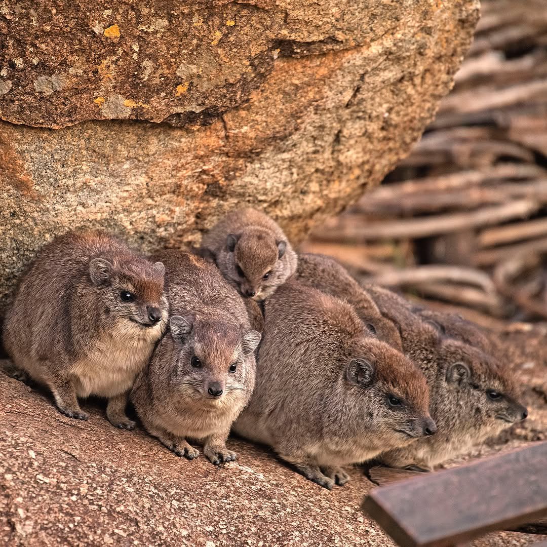From Arusha to the Serengeti – Complete Northern Tanzania Safari - Image 3