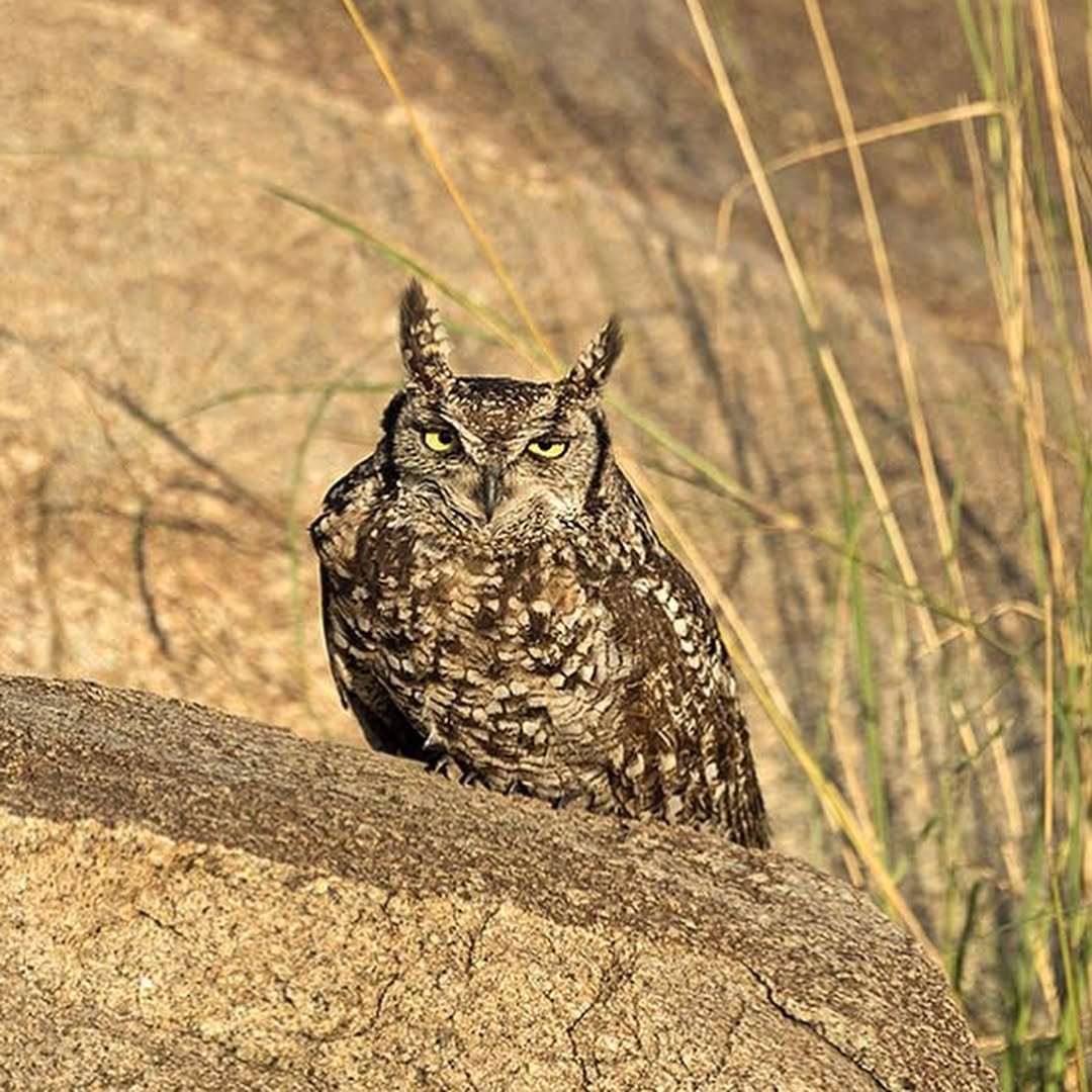 From Arusha to the Serengeti – Complete Northern Tanzania Safari - Image 4