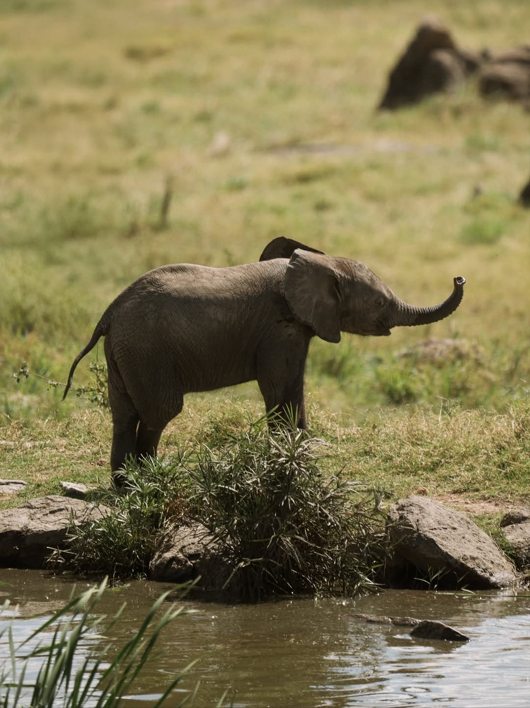 Tarangire to Ndutu & Serengeti – Wildebeest Calving & Big Game