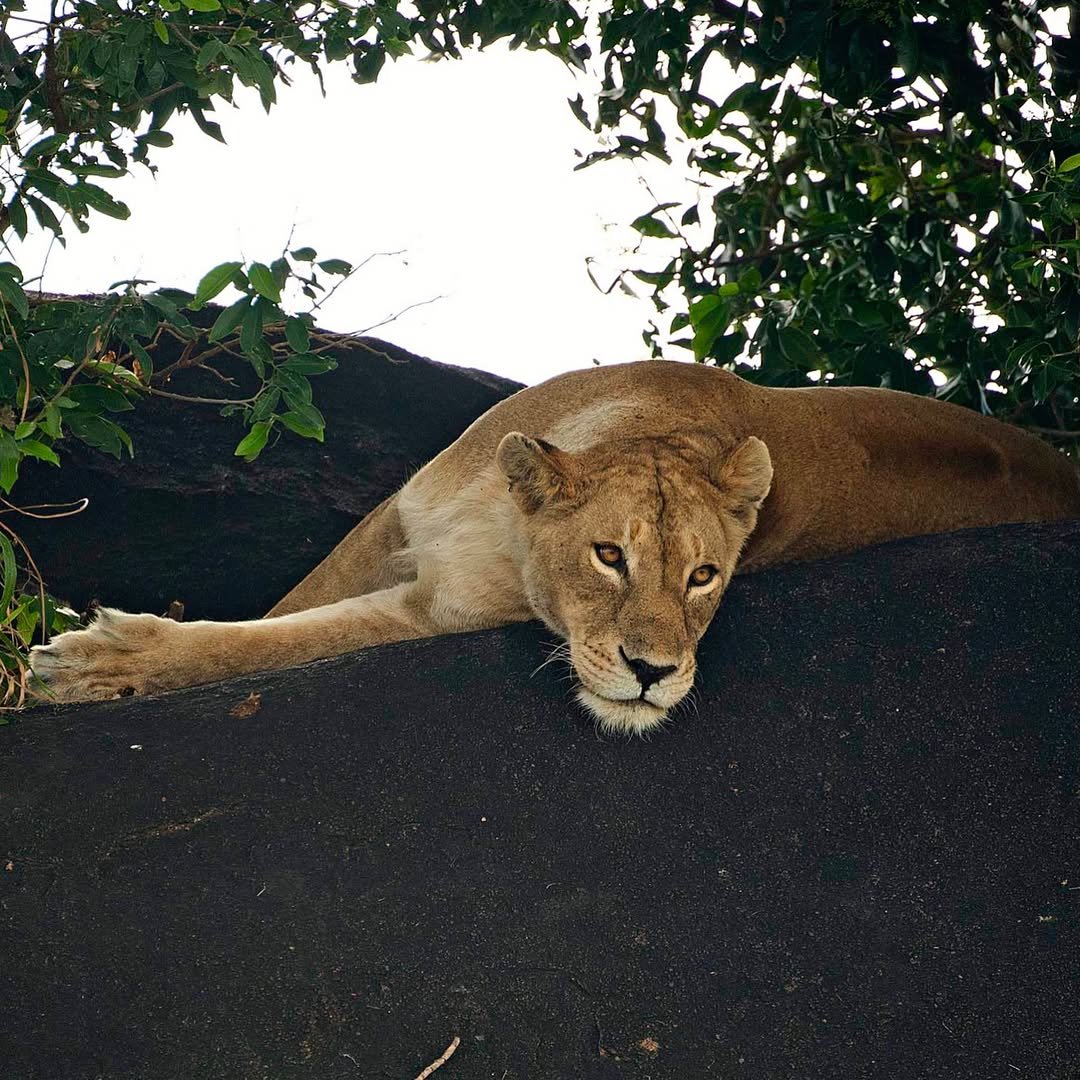 Tarangire to Ndutu & Serengeti – Wildebeest Calving & Big Game - Image 2