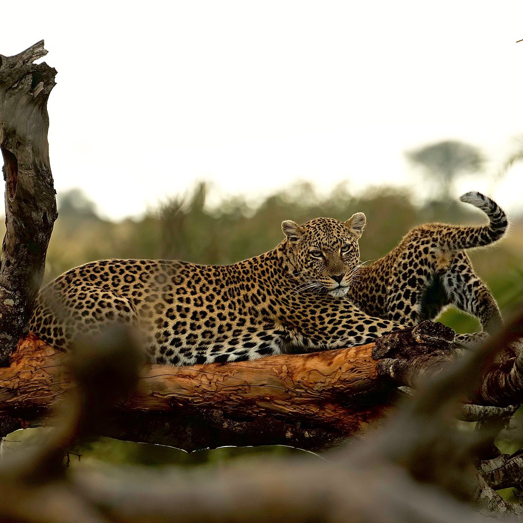 Tarangire to Ndutu & Serengeti – Wildebeest Calving & Big Game - Image 3