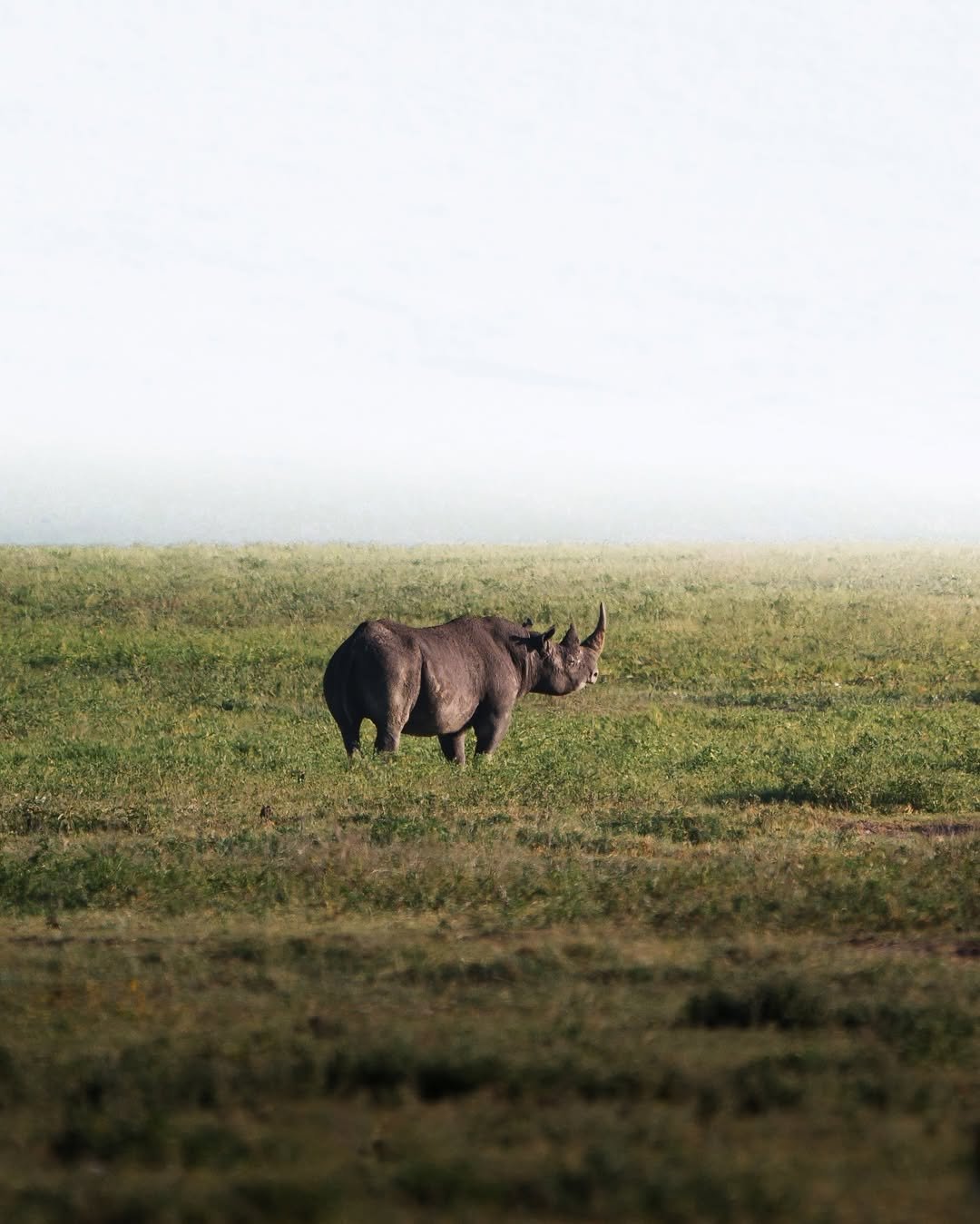 Luxury Migration Safari: Tarangire, Ngorongoro & Serengeti - Image 3