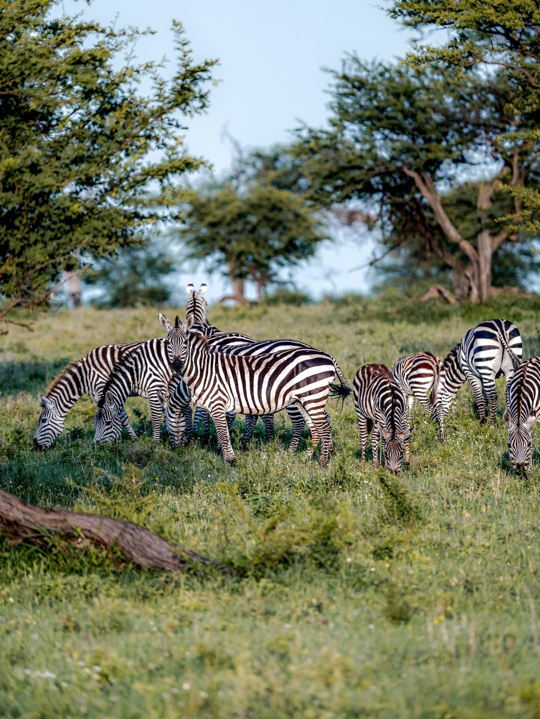 Luxury Migration Safari: Tarangire, Ngorongoro & Serengeti - Image 4