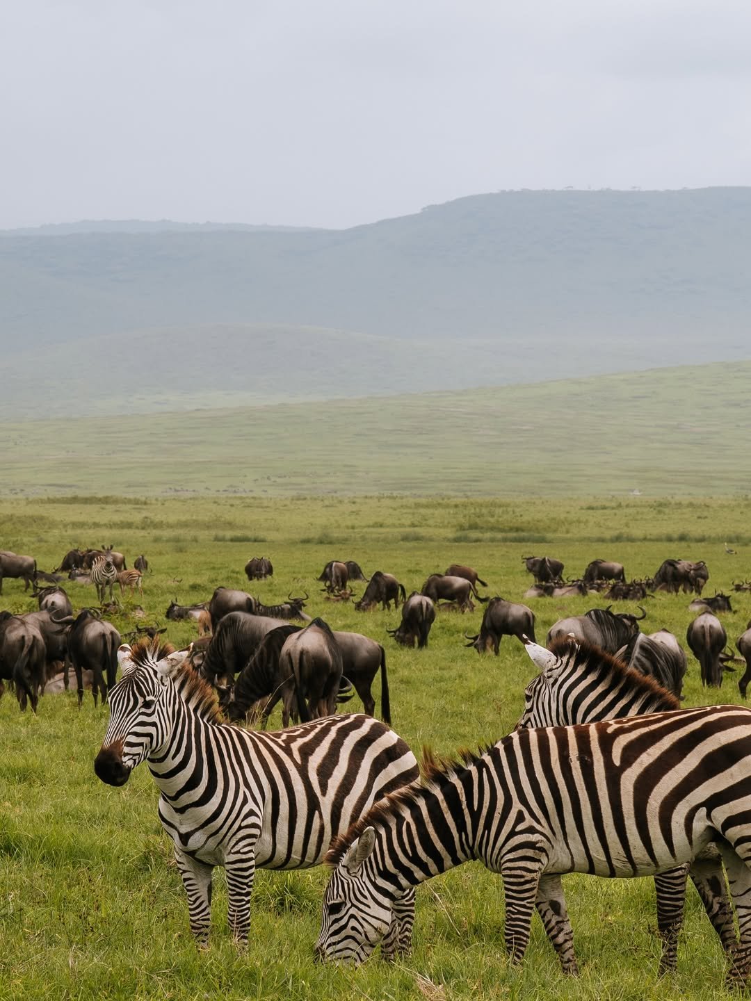 Budget-Friendly Tour in Tarangire, Ngorongoro & Serengeti - Image 2