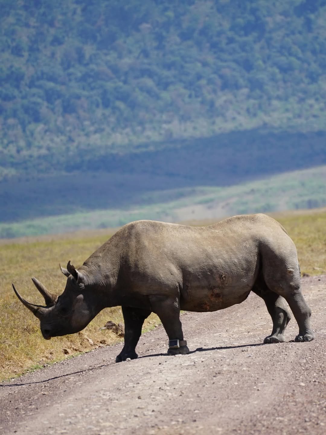 Budget-Friendly Tour in Tarangire, Ngorongoro & Serengeti - Image 3