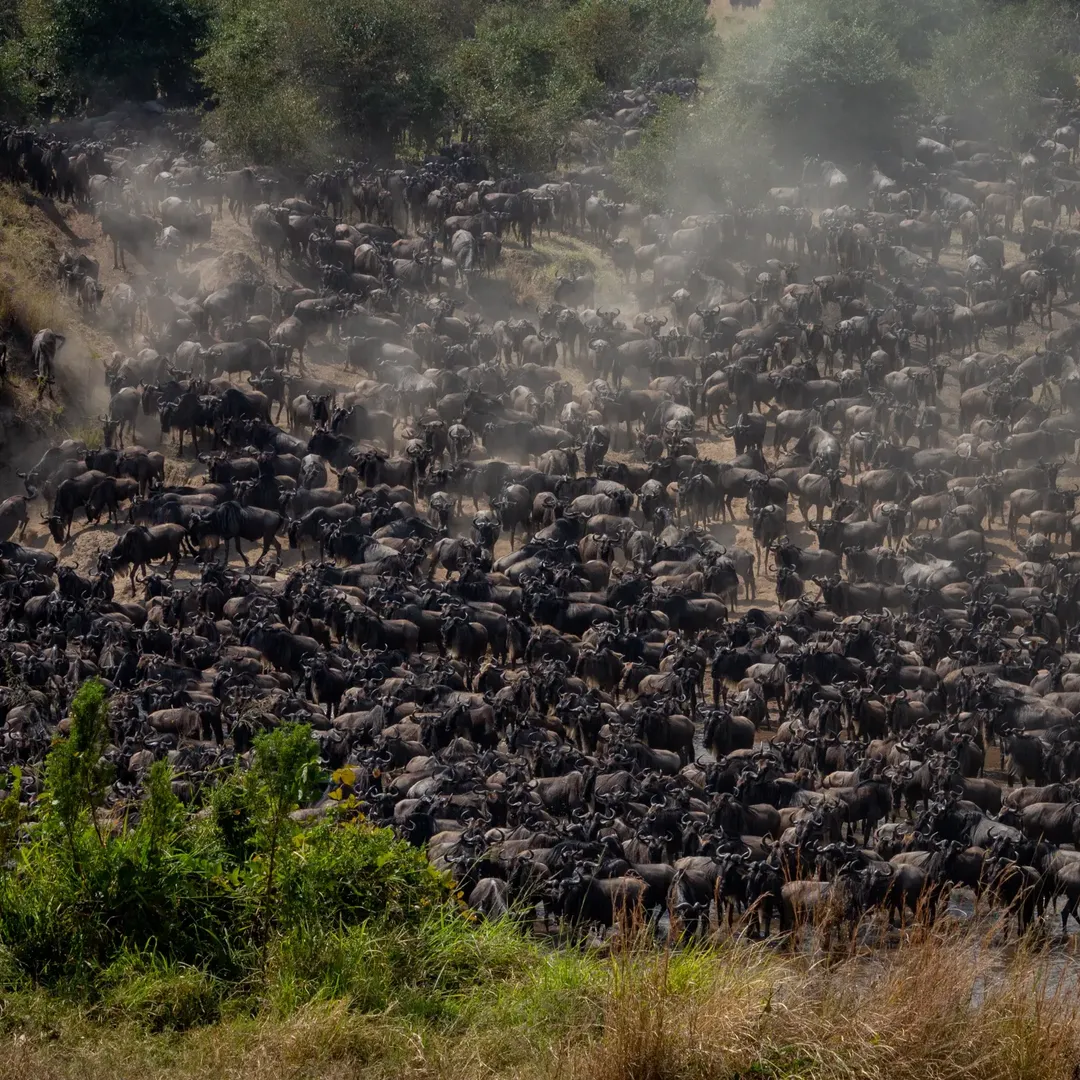 Serengeti Great Migration, Ngorongoro & Tarangire Safari - Image 2