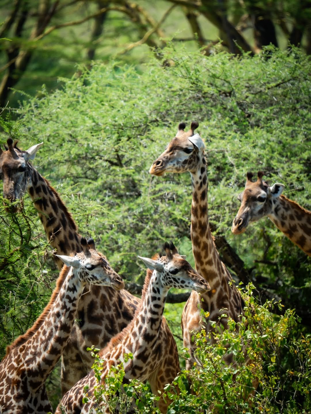 Big Cats & Serengeti Balloon Safari: 4 Days in Tanzania's Top Parks - Image 3