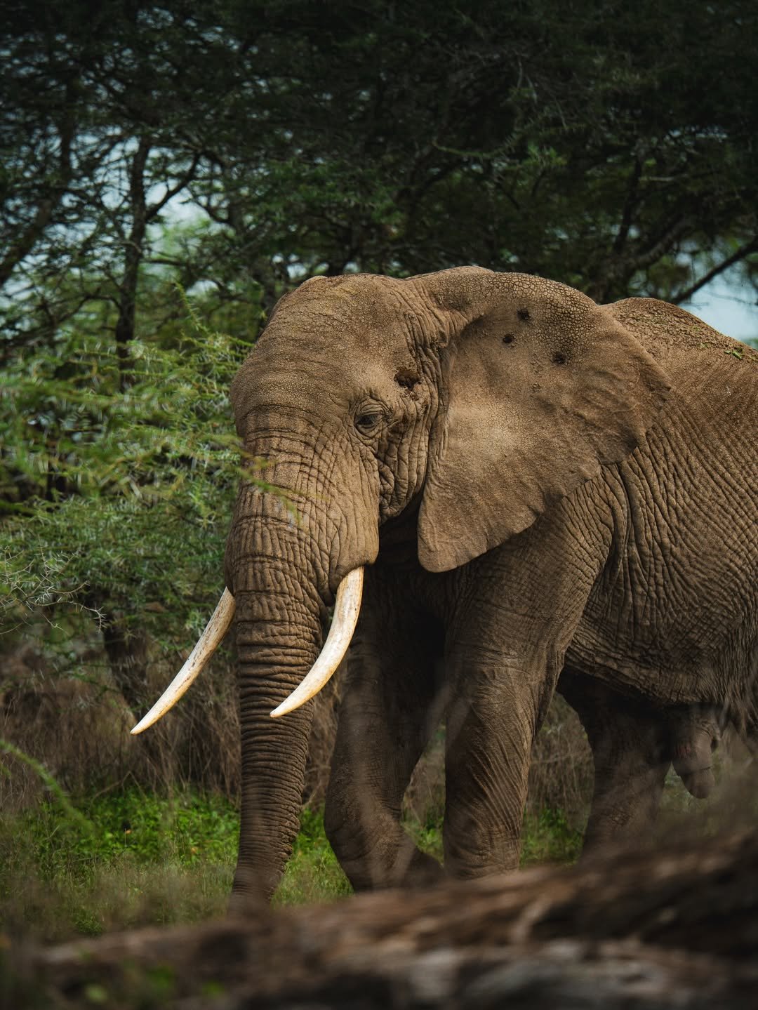 Big Cats & Serengeti Balloon Safari: 4 Days in Tanzania's Top Parks - Image 4