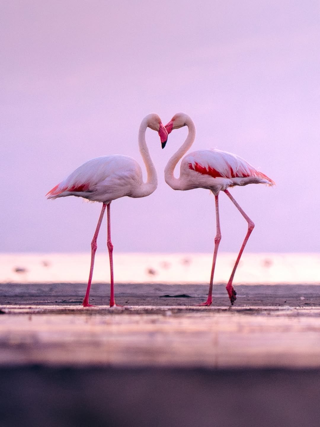 Luxury Safari: Ngorongoro, Lake Natron & Serengeti Migration in 7 Days