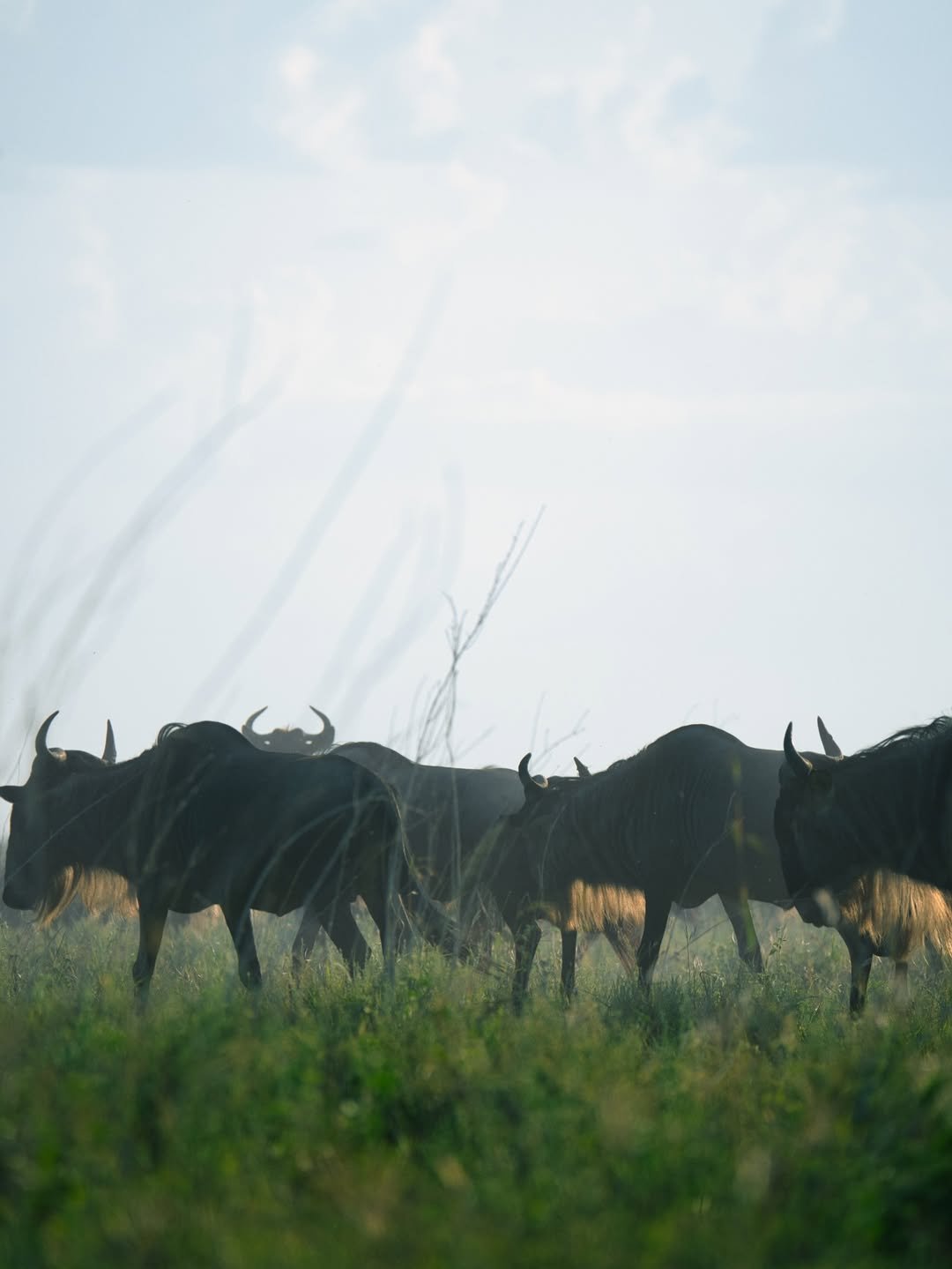 Luxury Safari: Ngorongoro, Lake Natron & Serengeti Migration in 7 Days - Image 3