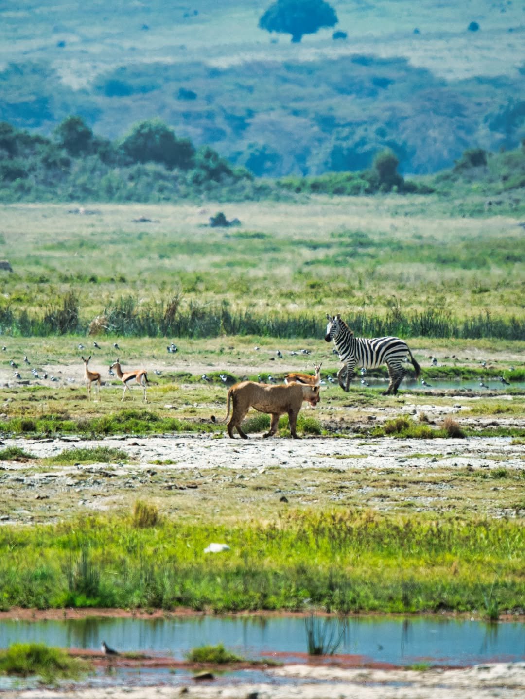 Tarangire, Ngorongoro & Calving Season in Ndutu - Image 2