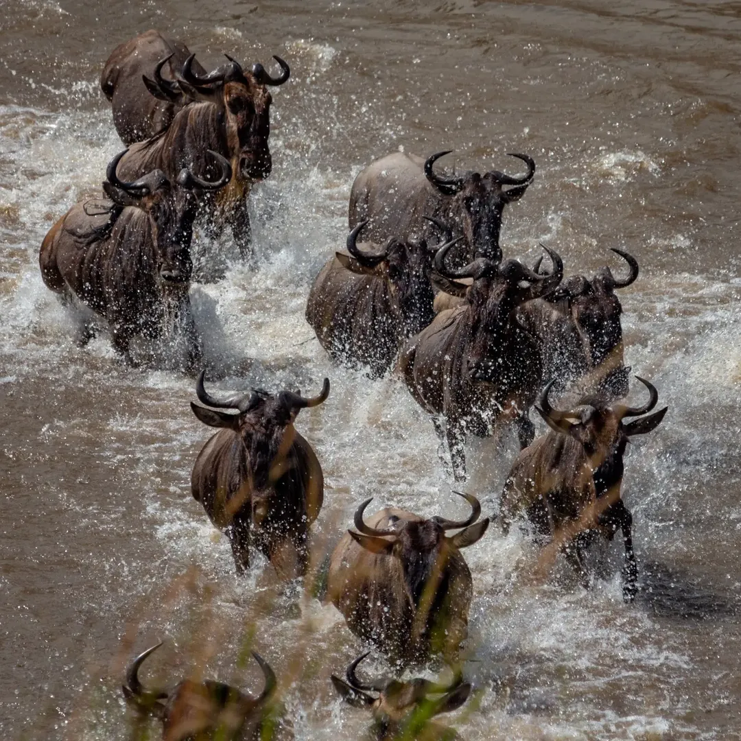 Great Migration & River Crossing in Serengeti - Image 2