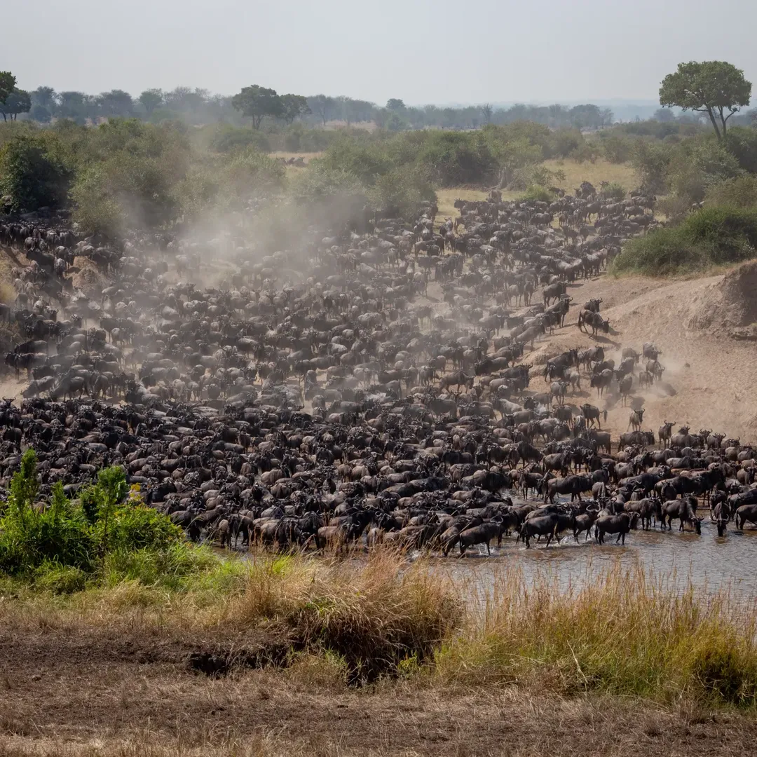 Great Migration & River Crossing in Serengeti - Image 3