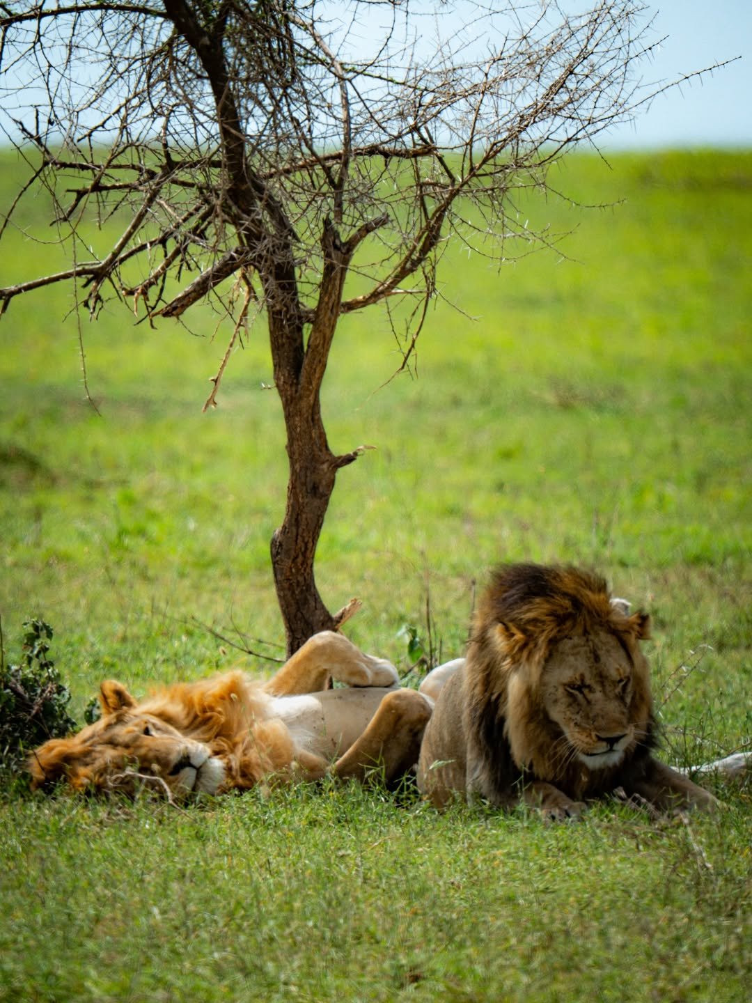 Ngorongoro 2-Day Trip: Sunrise on the Rim - Image 2