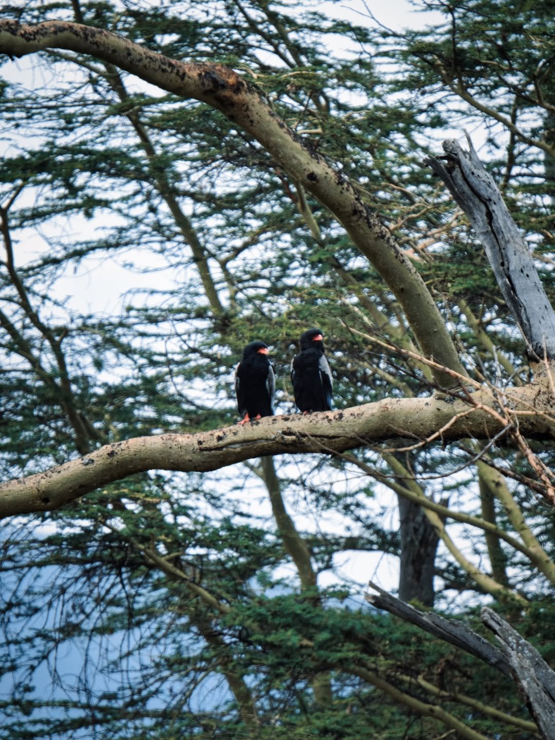 Ngorongoro 2-Day Trip: Sunrise on the Rim - Image 3